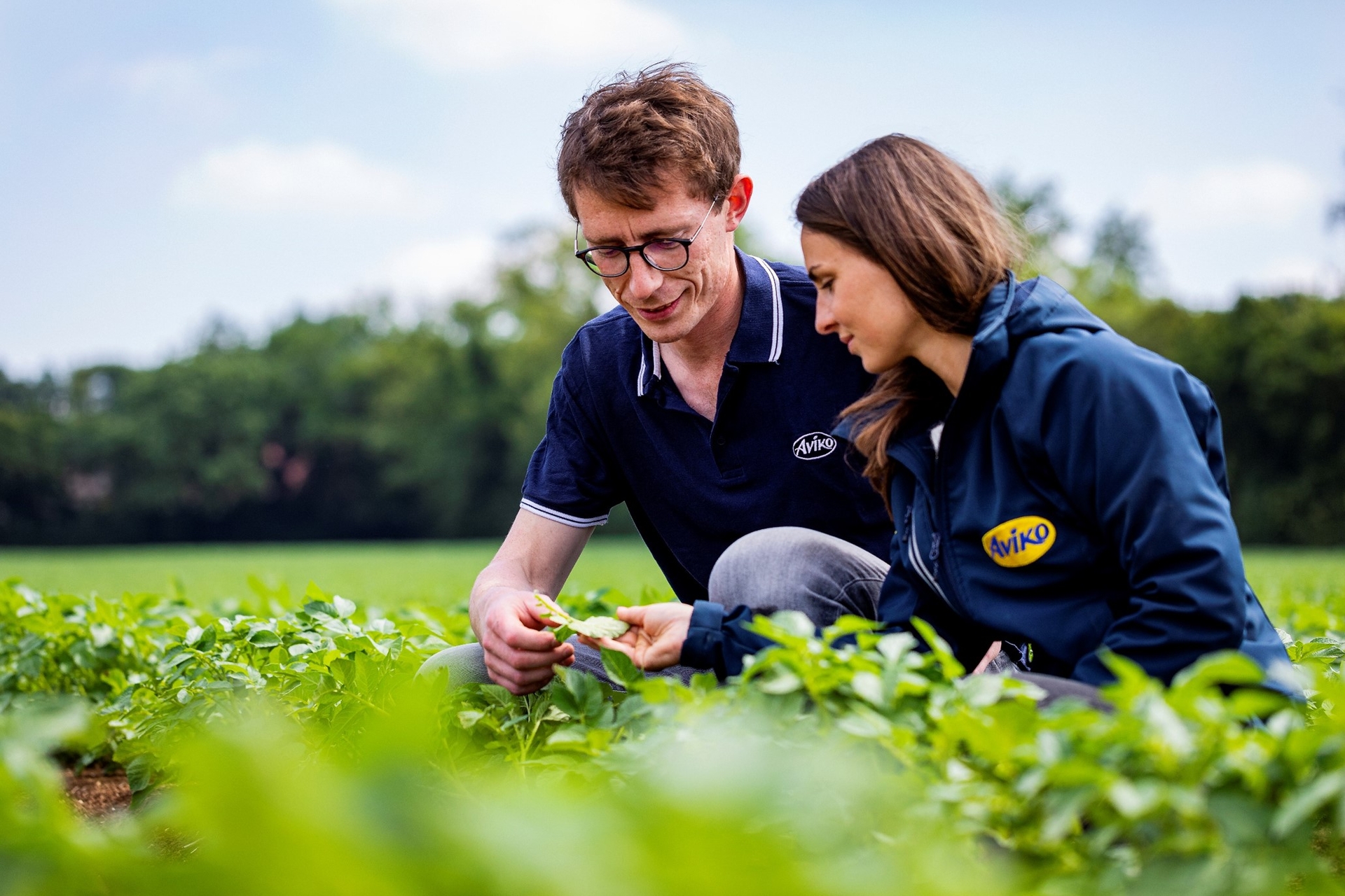 Potato growers